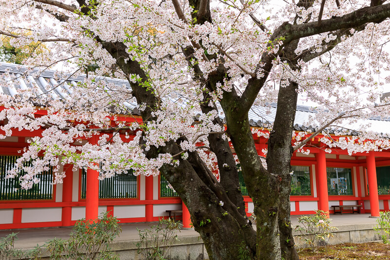 三十三間堂の桜