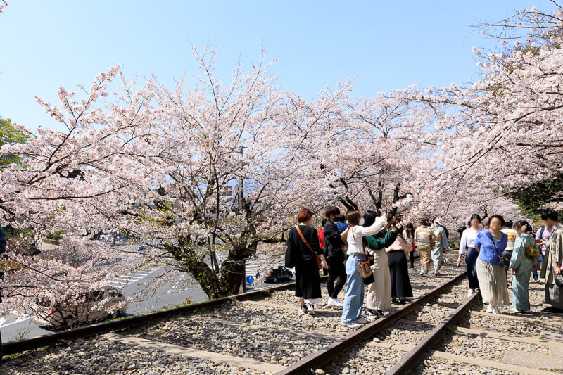 蹴上インクラインの桜04