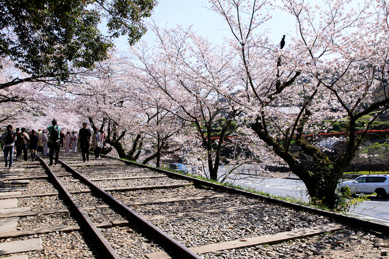 蹴上インクラインの桜05