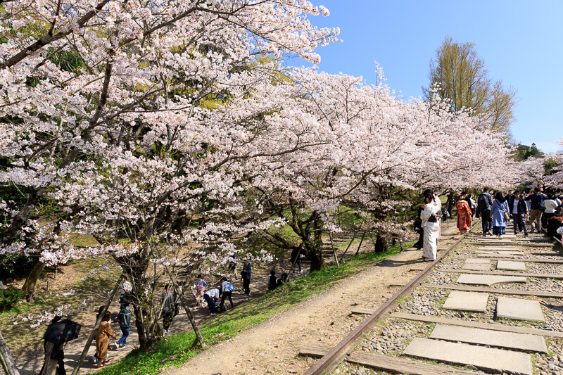 蹴上インクラインの桜06