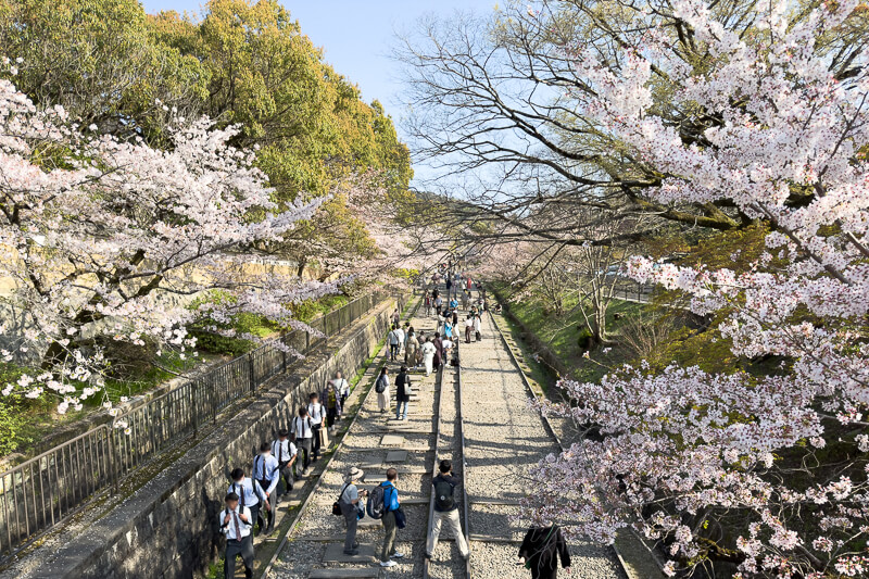 蹴上インクラインの桜07