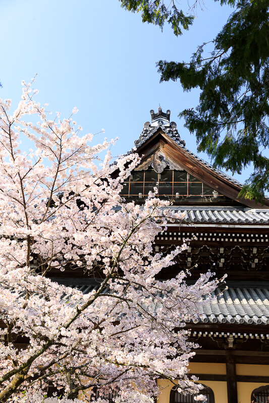 南禅寺と桜